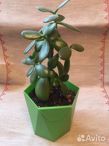 Толстянка- денежное дерево