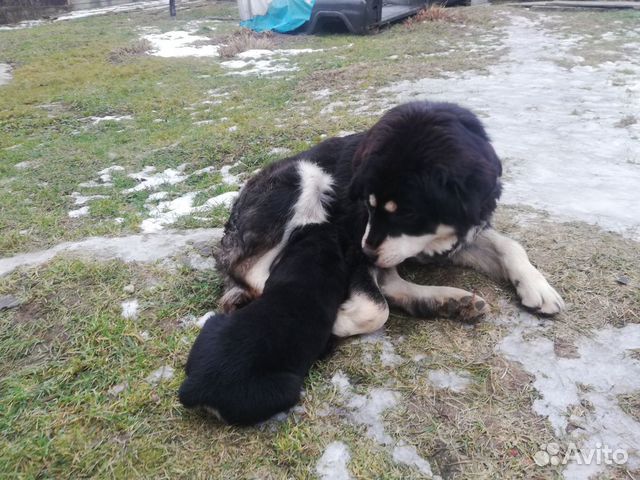 Красивые щенки тибетского мастифа в добрые руки купить на Зозу.ру - фотография № 4