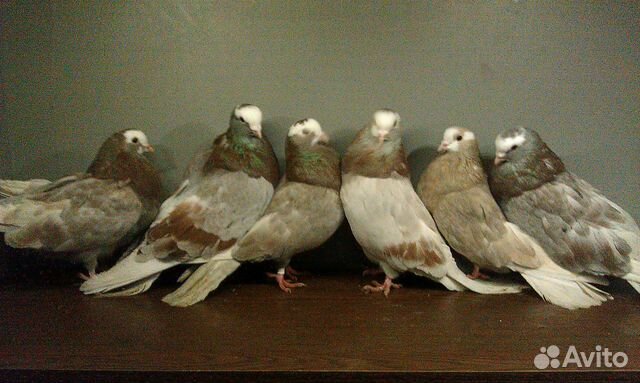 Голуби на авито ростовская обл. Голуби красноплечие на авито. Продаю голубей на авито. Моздокские бойные голуби. Голуби на авито.