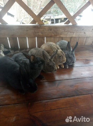 Кролики самки купить на Зозу.ру - фотография № 2