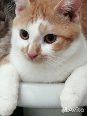 Котик в добрые руки