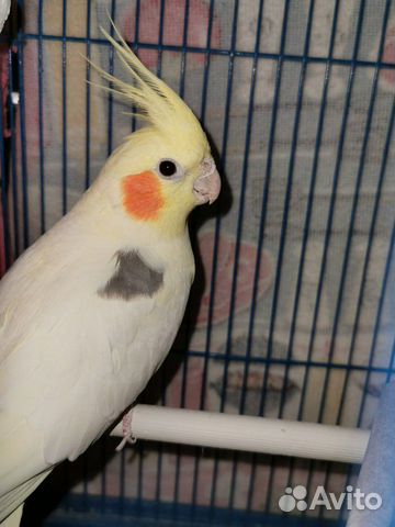 Продам попугая порода Корелла-нимфа, клетко купить на Зозу.ру - фотография № 1