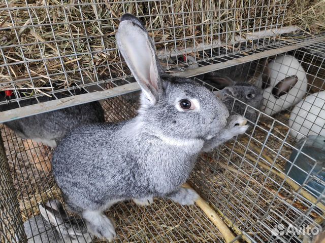 Кролики помесные купить на Зозу.ру - фотография № 1