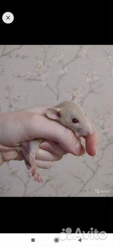 Крысенок купить на Зозу.ру - фотография № 3