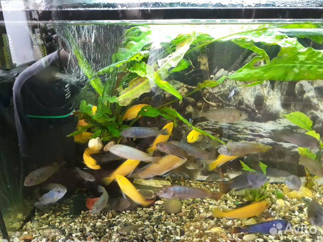 Рыбки аквариумные, цихлиды купить на Зозу.ру - фотография № 1