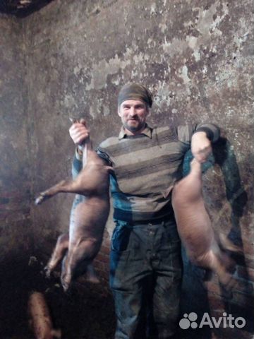 Продаются свиньи, поросята, свиноматки купить на Зозу.ру - фотография № 6