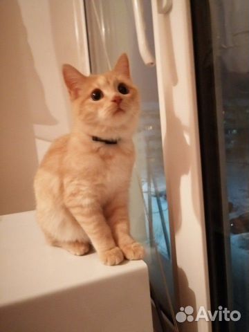 Отдам котёнка