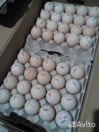 Яйцо бройлера, индейки для инкубации купить на Зозу.ру - фотография № 1
