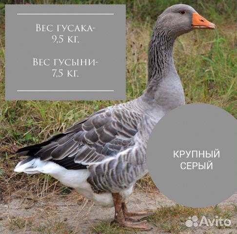 Домашняя птица на заказ купить на Зозу.ру - фотография № 6