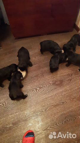 Английский спаниель