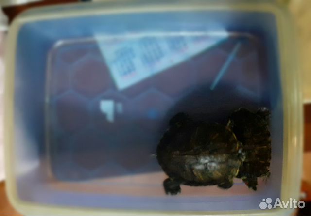 Краснаухая черепаха купить на Зозу.ру - фотография № 5