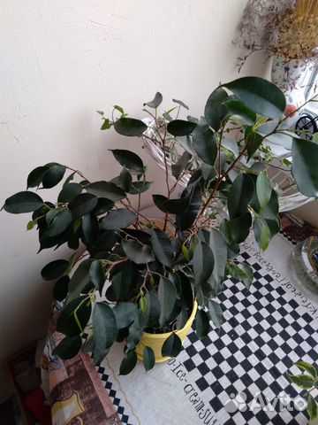 Фикус Фикус