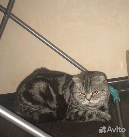 Отдам кошечку в хорошие руки
