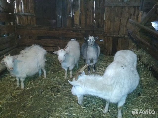 Продам дойную козу с козлятами купить на Зозу.ру - фотография № 2