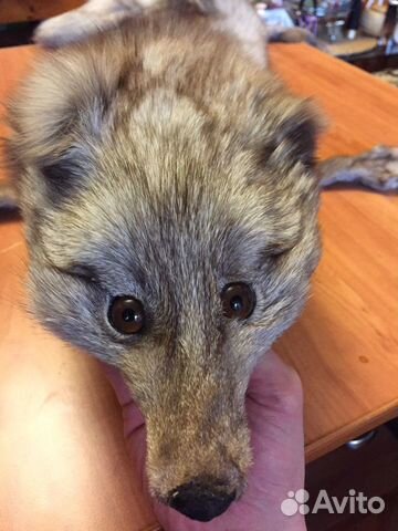 Шкура песца Шкура песца