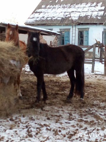 Продается конь купить на Зозу.ру - фотография № 2