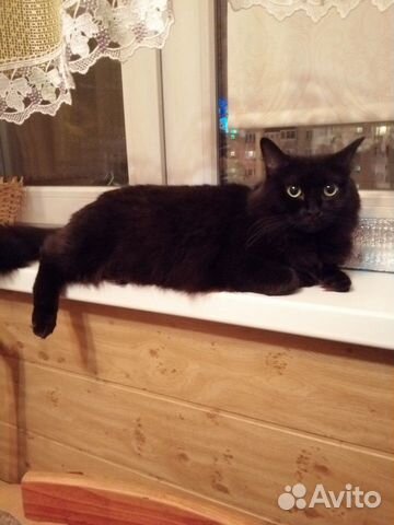 Кошка Маргоша Кошка Маргоша