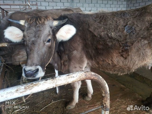 Корова швиц купить на Зозу.ру - фотография № 1