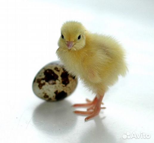 Перепилиное яйцо для инкубации купить на Зозу.ру - фотография № 2