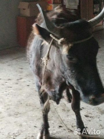 Корова и телки купить на Зозу.ру - фотография № 1