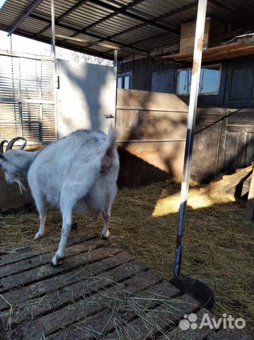 Продаётся коза купить на Зозу.ру - фотография № 2