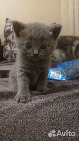 Британские котятки купить на Зозу.ру - фотография № 2