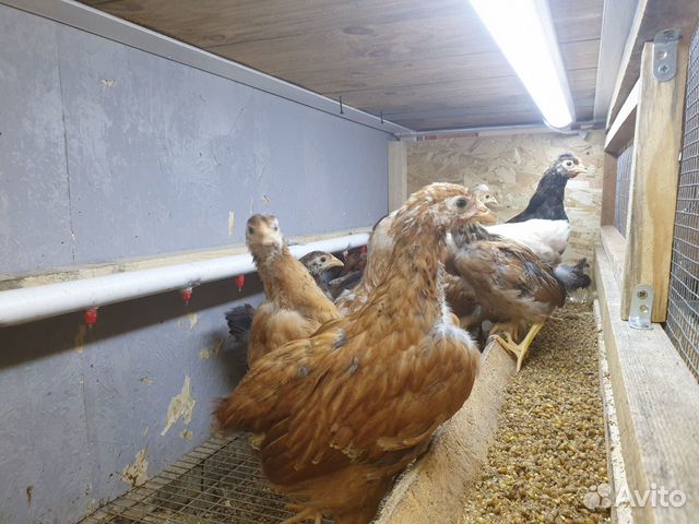 Цыплята 1,5 мес от домашних курочек купить на Зозу.ру - фотография № 3