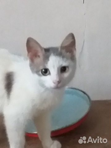 Котик Котик