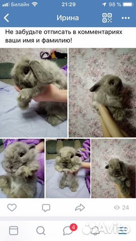 Кролик вислоухий Кролик вислоухий