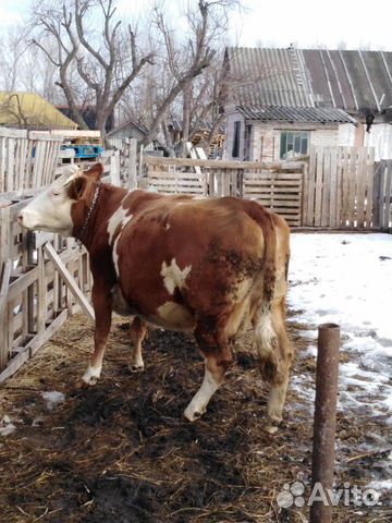 Продаётся корова купить на Зозу.ру - фотография № 3