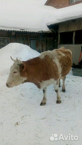 Корова с теленком купить на Зозу.ру - фотография № 1