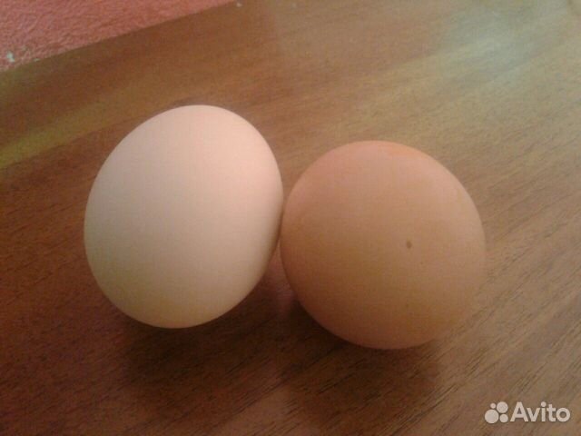 Яйцо домашнее куриное, без химии и антибиотиков