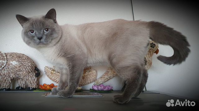 Вязка Шотландский опытный кот купить на Зозу.ру - фотография № 7