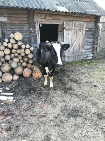 Продается корова 3 телом купить на Зозу.ру - фотография № 2