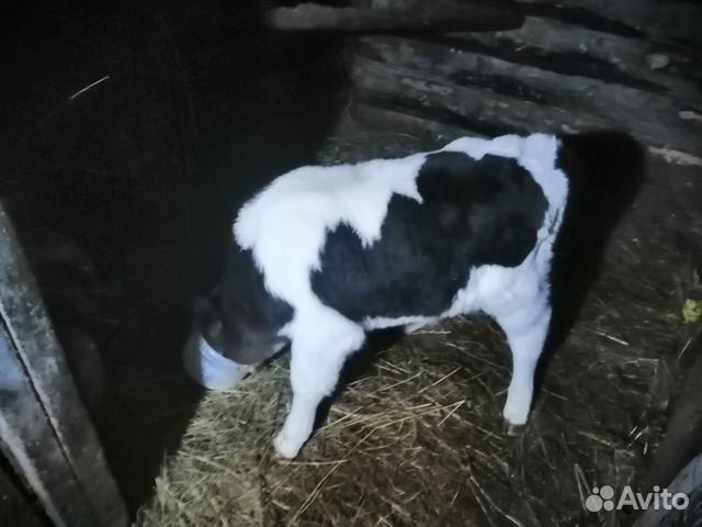 Продам корову вместе с теленком купить на Зозу.ру - фотография № 1
