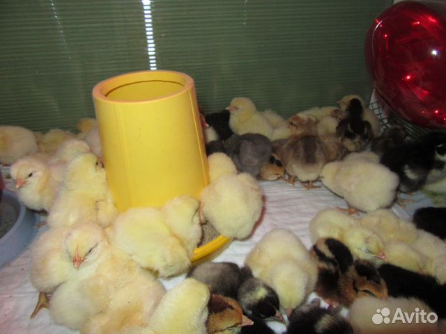 Цыплята вывод 25.02.2020 породистые куры купить на Зозу.ру - фотография № 2