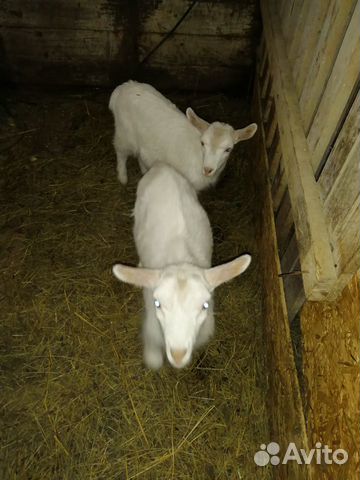 Продам козлят и годовалых коз купить на Зозу.ру - фотография № 6