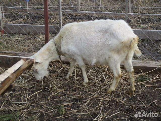Продается коза на мясо купить на Зозу.ру - фотография № 1