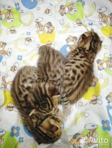 Бенгальские котята купить на Зозу.ру - фотография № 2