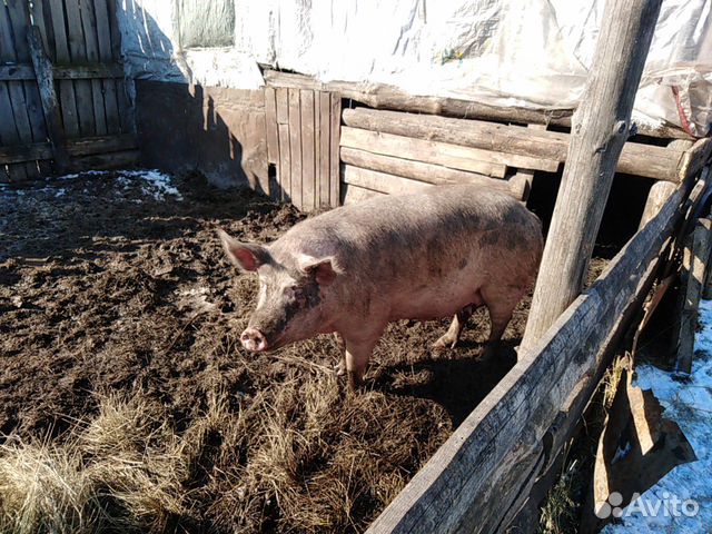 Свинина, живьём и мясом купить на Зозу.ру - фотография № 3