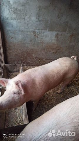 Свиньи живым весом купить на Зозу.ру - фотография № 5