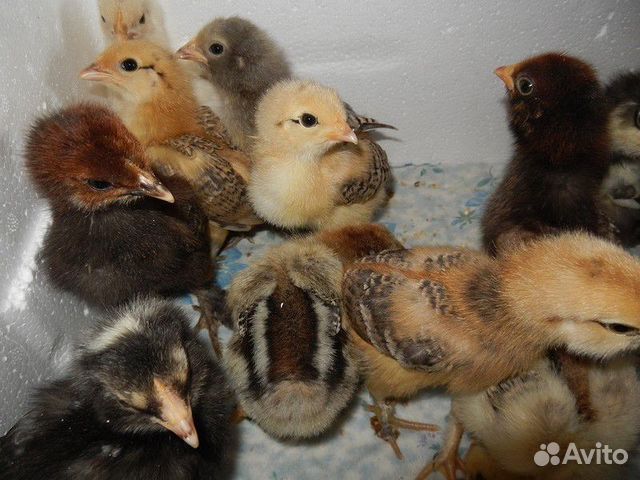Суточные цыплята деревенской несушки 20-21 марта купить на Зозу.ру - фотография № 2