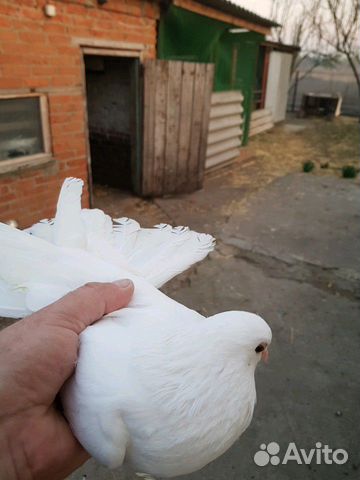 Никалаевские голуби купить на Зозу.ру - фотография № 3