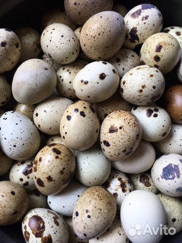 Яйца перепелиные, перепелки купить на Зозу.ру - фотография № 1