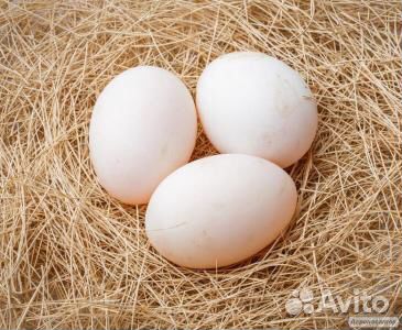 Инкубационное утиное яйцо купить на Зозу.ру - фотография № 1