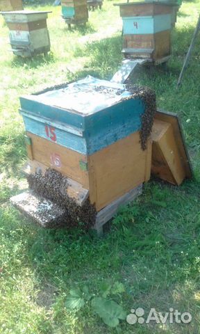 Продам пчелосемьи. Пчелы среднерусские купить на Зозу.ру - фотография № 2
