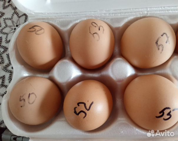 Яйцо инкубацирнное купить на Зозу.ру - фотография № 1