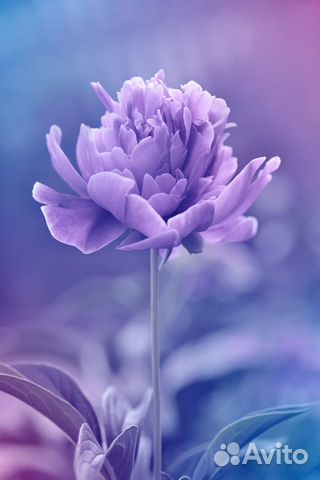 Фотообои цветок Фотообои цветок