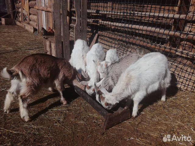 Коза с козлятами, козлята купить на Зозу.ру - фотография № 3