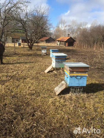 Пчелы купить на Зозу.ру - фотография № 8
